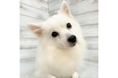販売中の日本スピッツの親犬